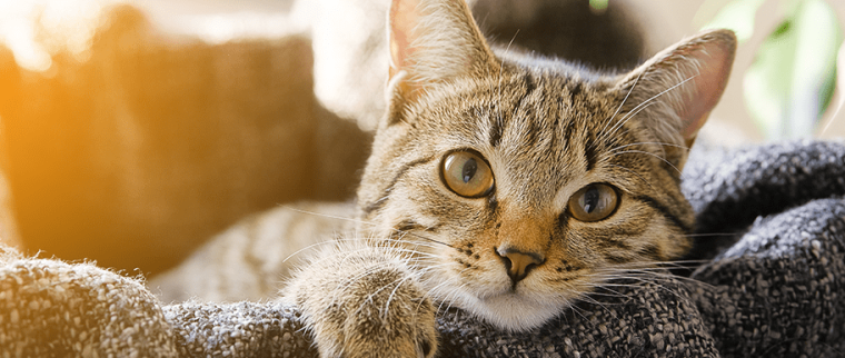 Constipation du chat